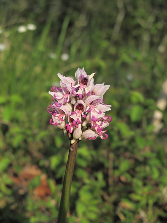 Orchis simia